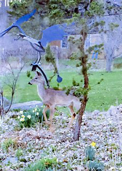 Early Spring Visitor Shirley J Steiner Richland Center WI photography